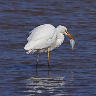 Great White Egret